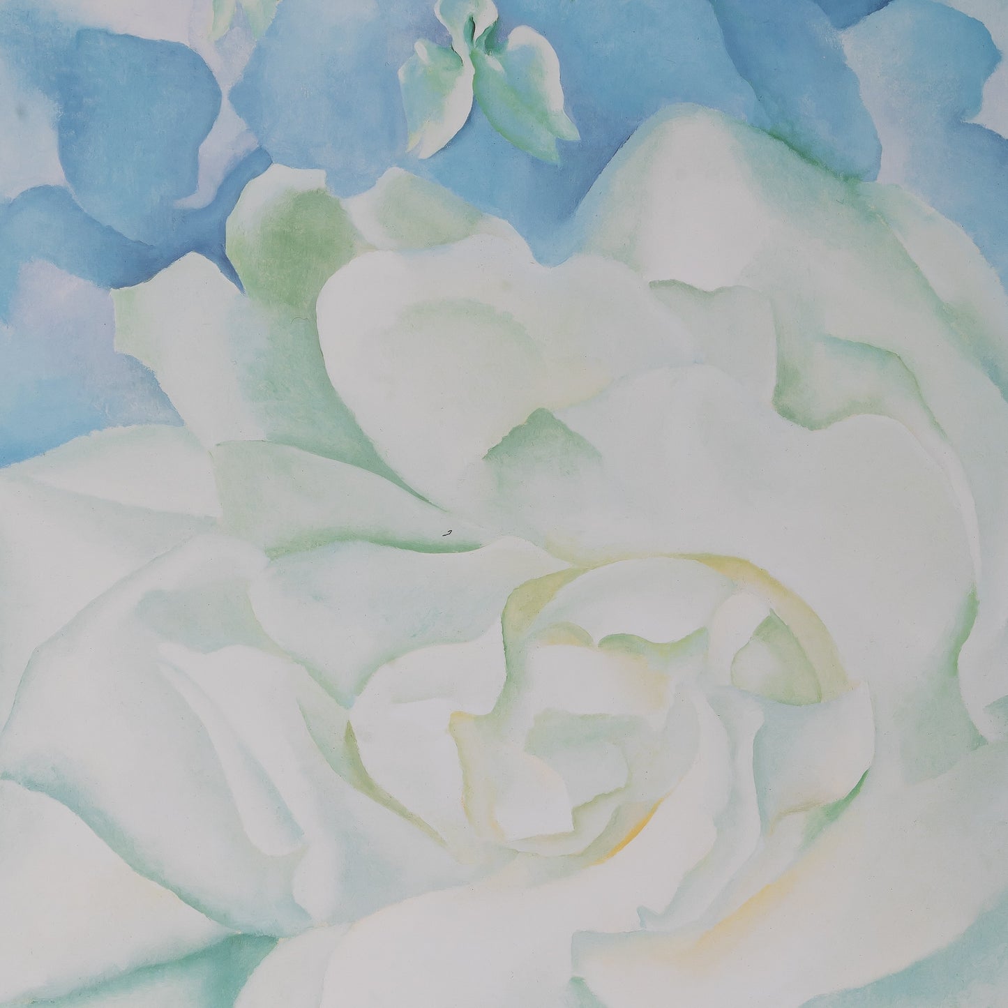 Georgia O'KEEFE : White rose with Larkspur - Affiche originale