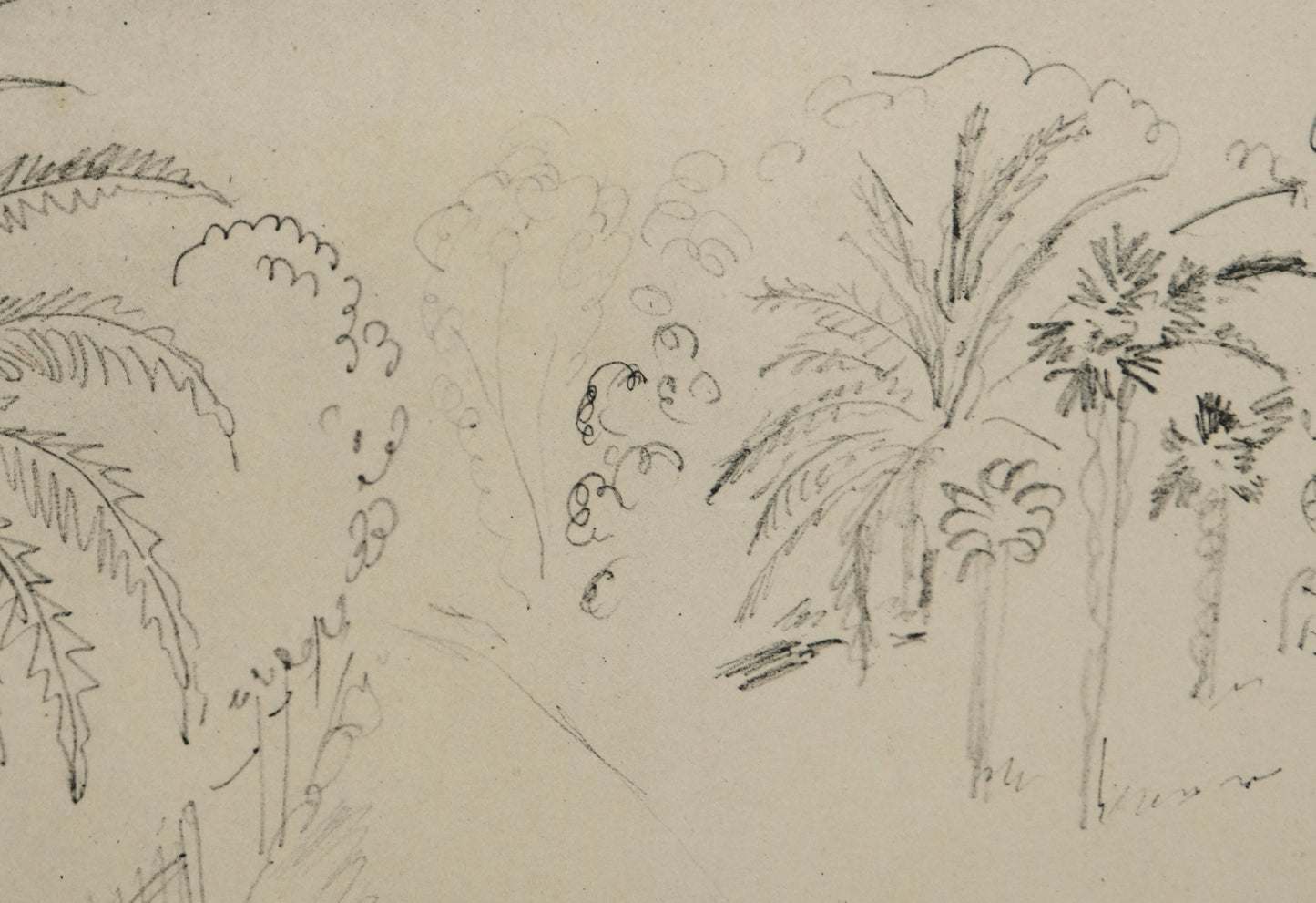 Henri MATISSE : Jardin luxuriant - Lithographie