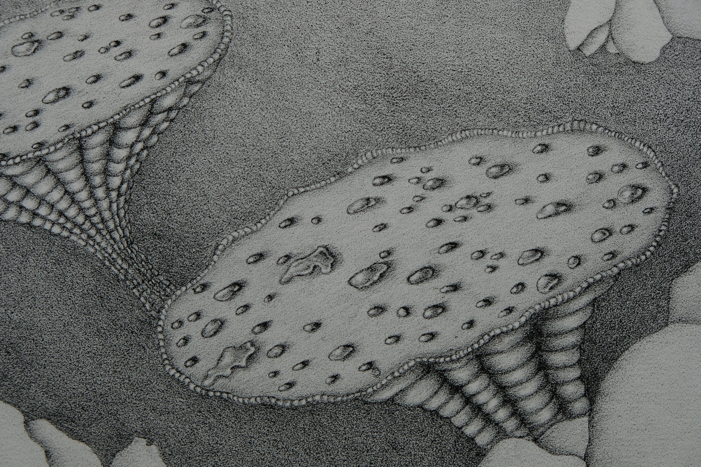 Gochka CHAREWICZ : Harmonia - Lithographie originale signée