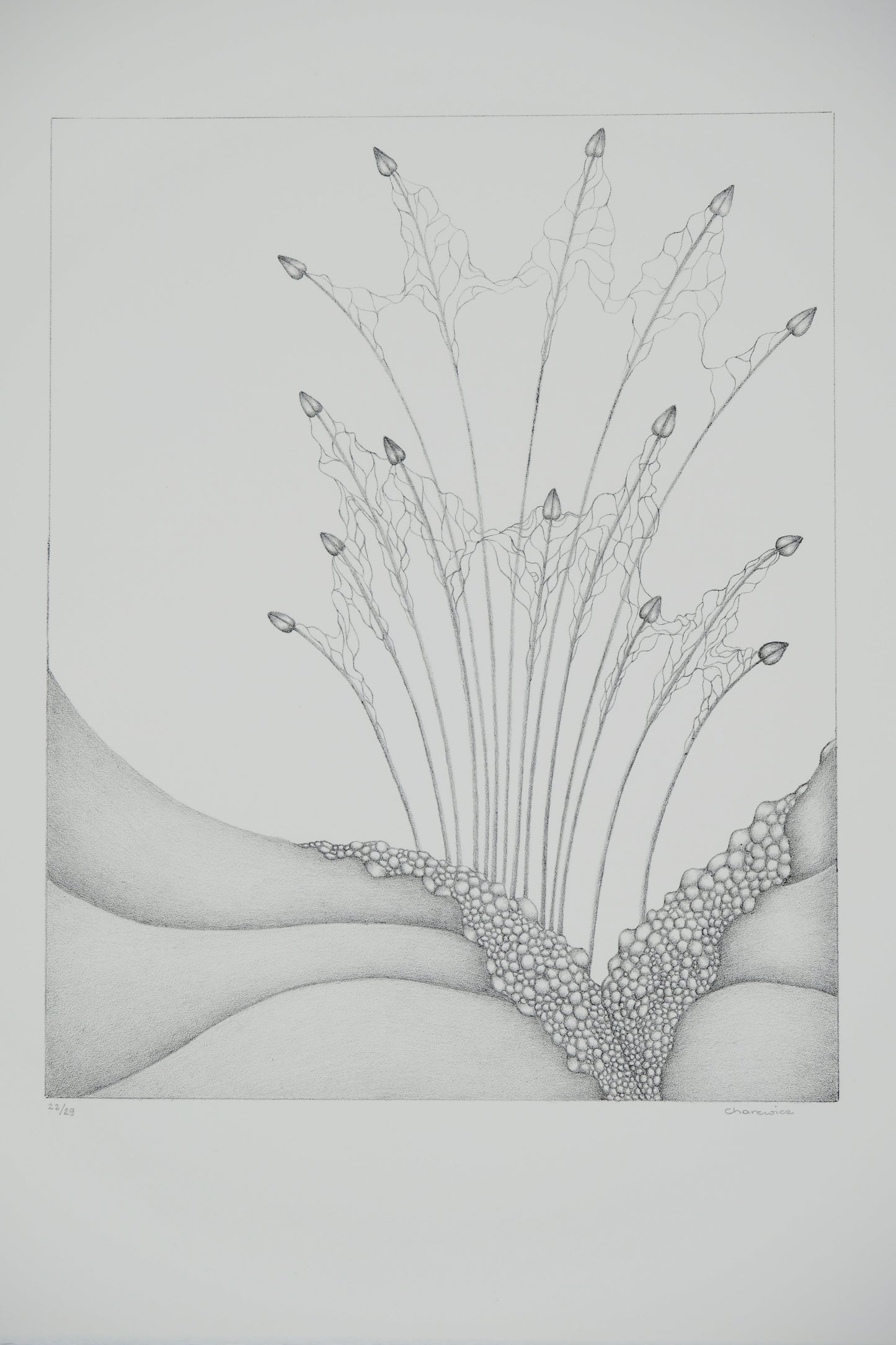 Gochka CHAREWICZ : Petits bourgeons- Lithographie originale signée