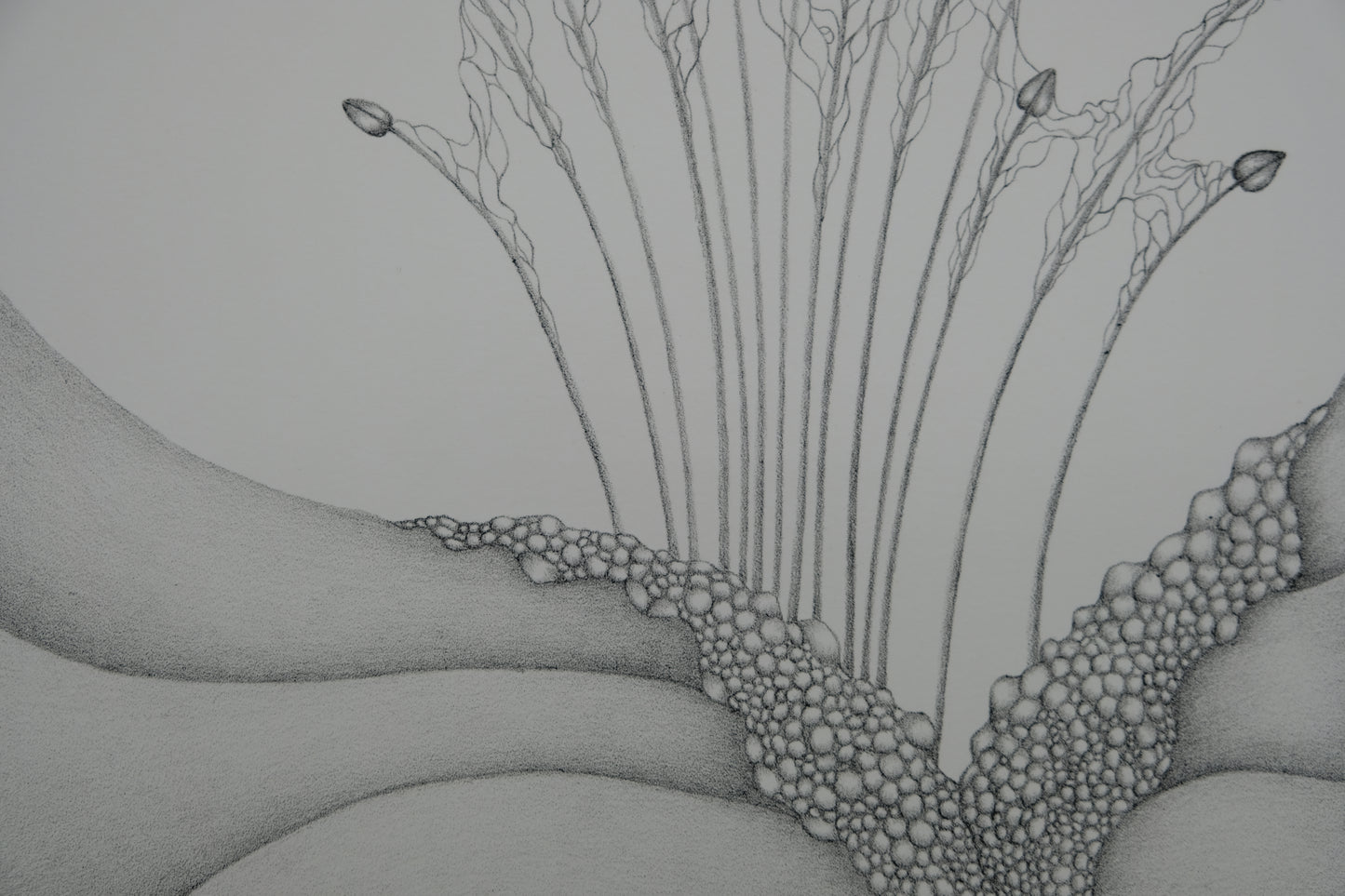 Gochka CHAREWICZ : Petits bourgeons- Lithographie originale signée
