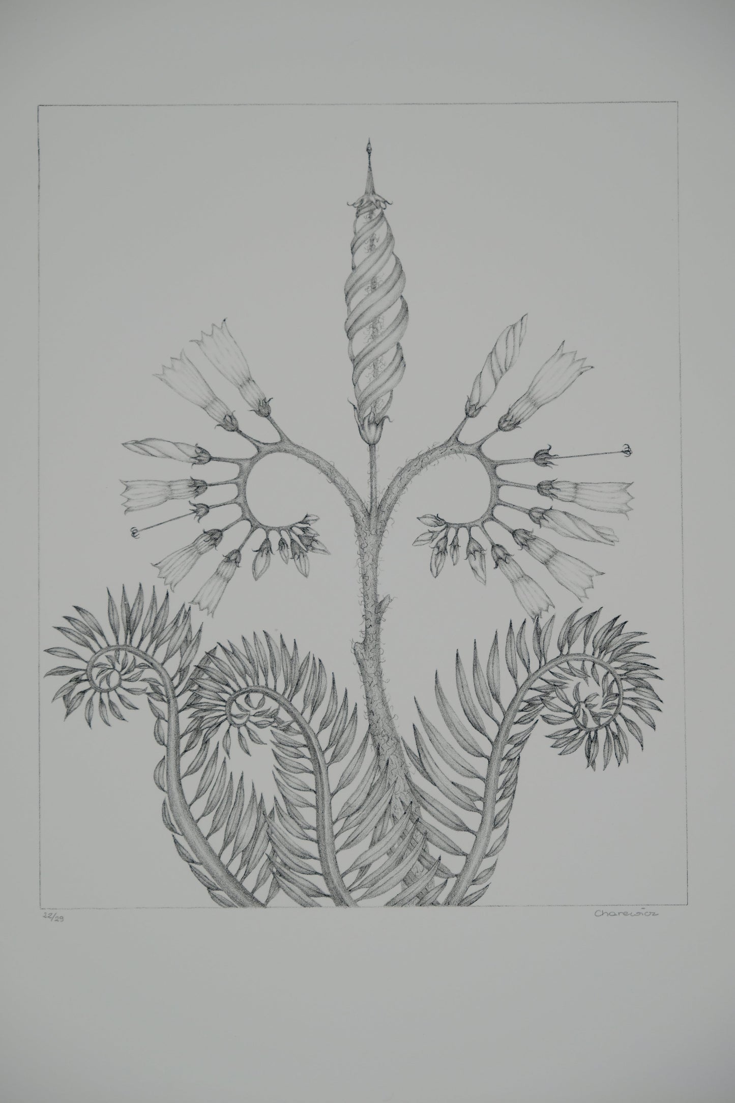 Gochka CHAREWICZ : Fleur en courbes - Lithographie originale signée