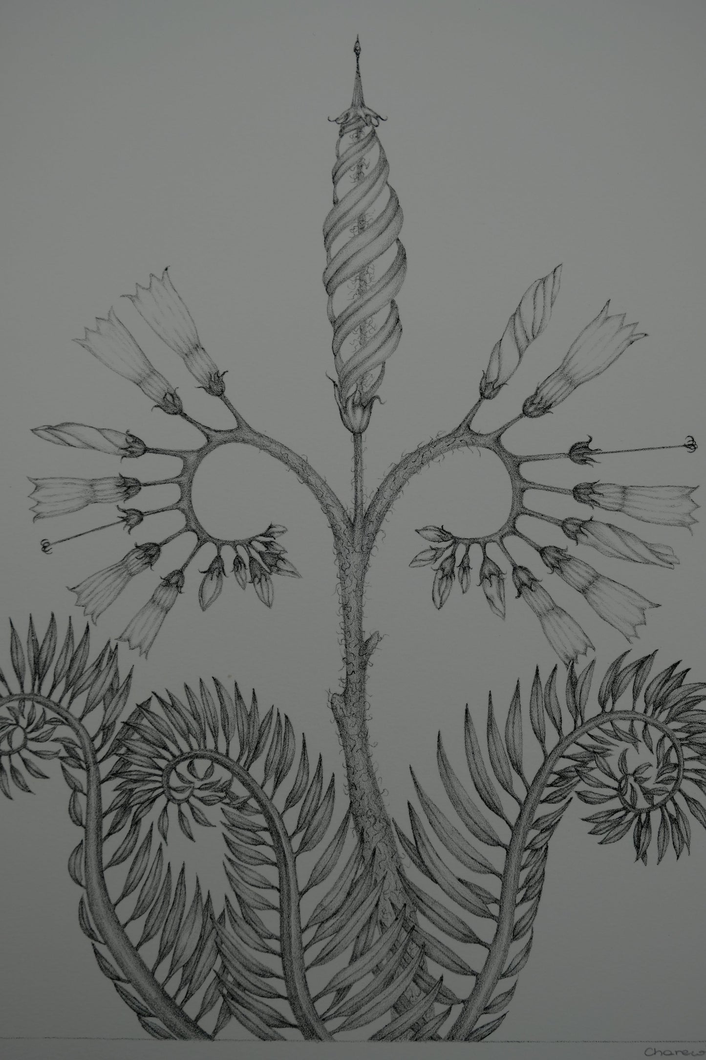 Gochka CHAREWICZ : Fleur en courbes - Lithographie originale signée