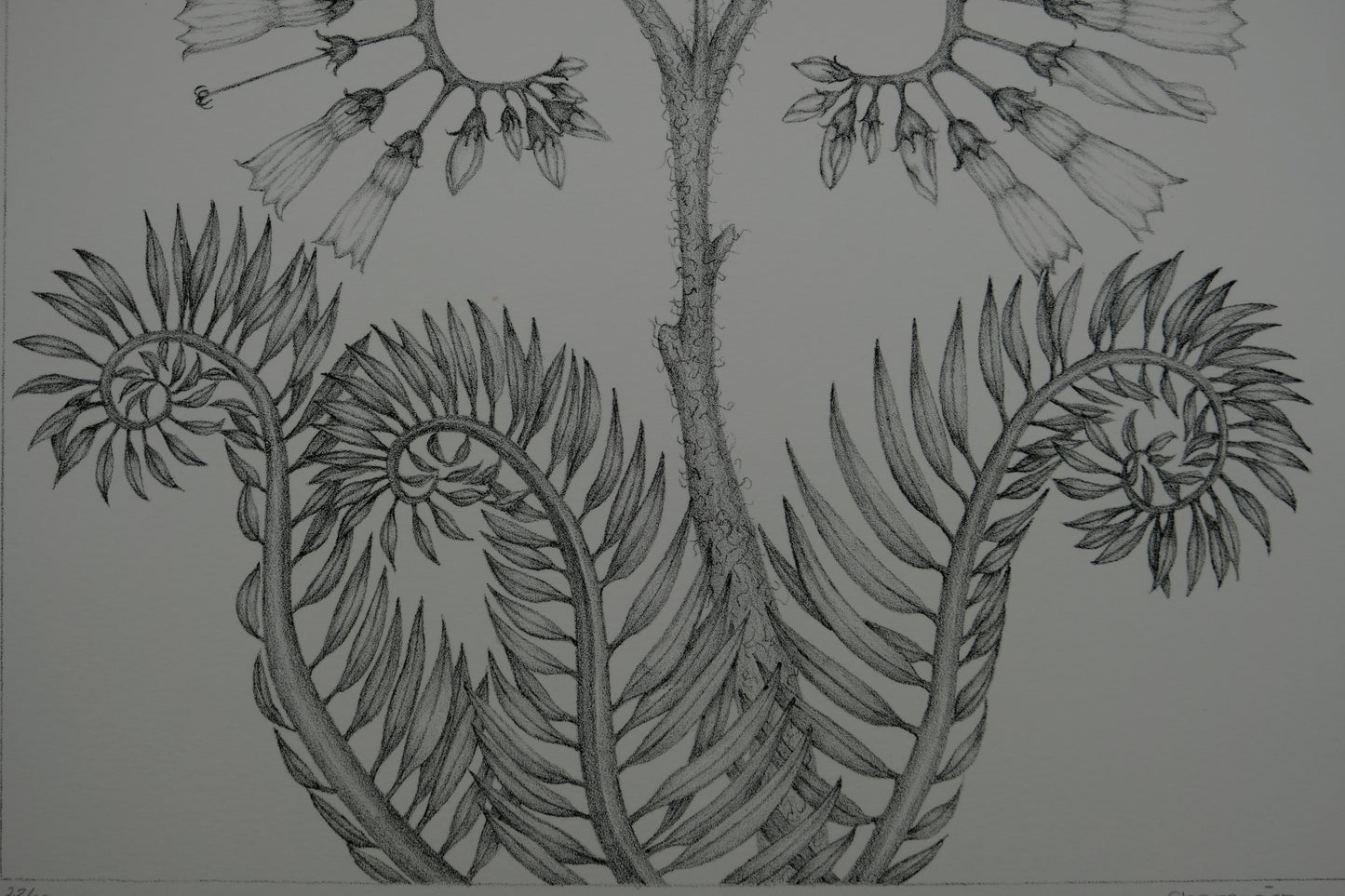 Gochka CHAREWICZ : Fleur en courbes - Lithographie originale signée