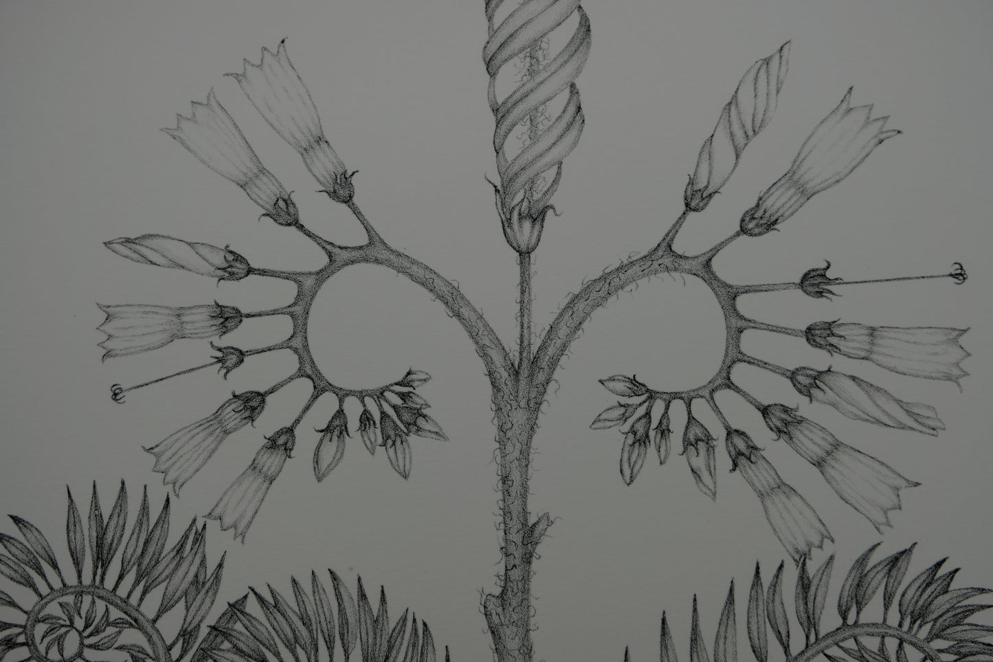 Gochka CHAREWICZ : Fleur en courbes - Lithographie originale signée