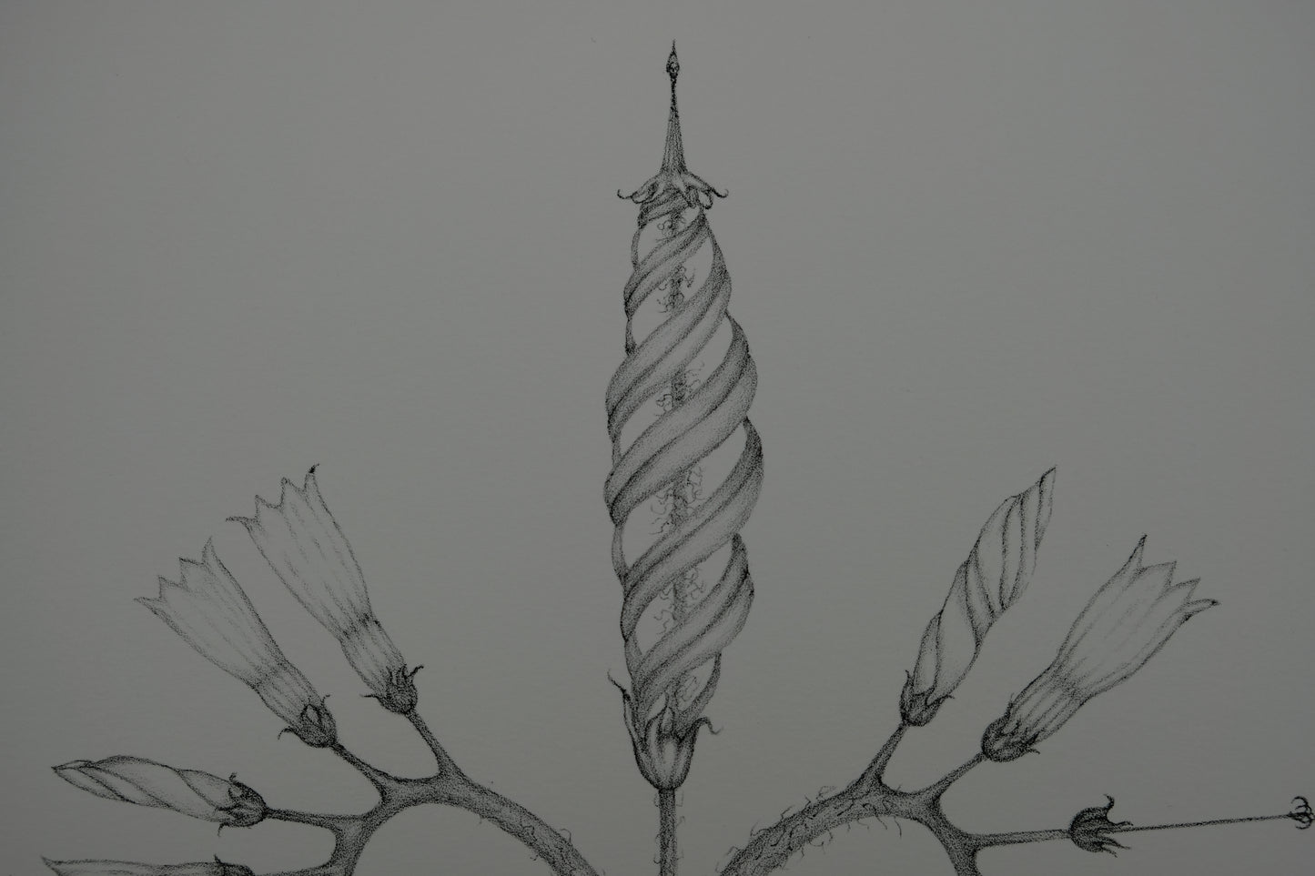 Gochka CHAREWICZ : Fleur en courbes - Lithographie originale signée