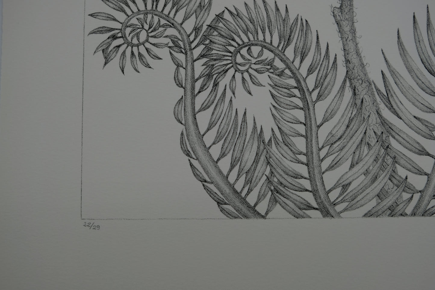 Gochka CHAREWICZ : Fleur en courbes - Lithographie originale signée