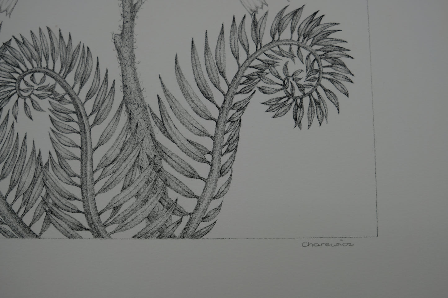 Gochka CHAREWICZ : Fleur en courbes - Lithographie originale signée