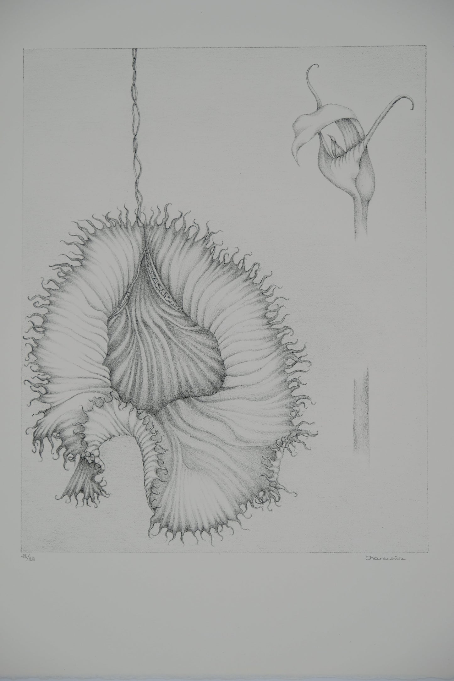 Gochka CHAREWICZ : La fleur éclose- Lithographie originale signée