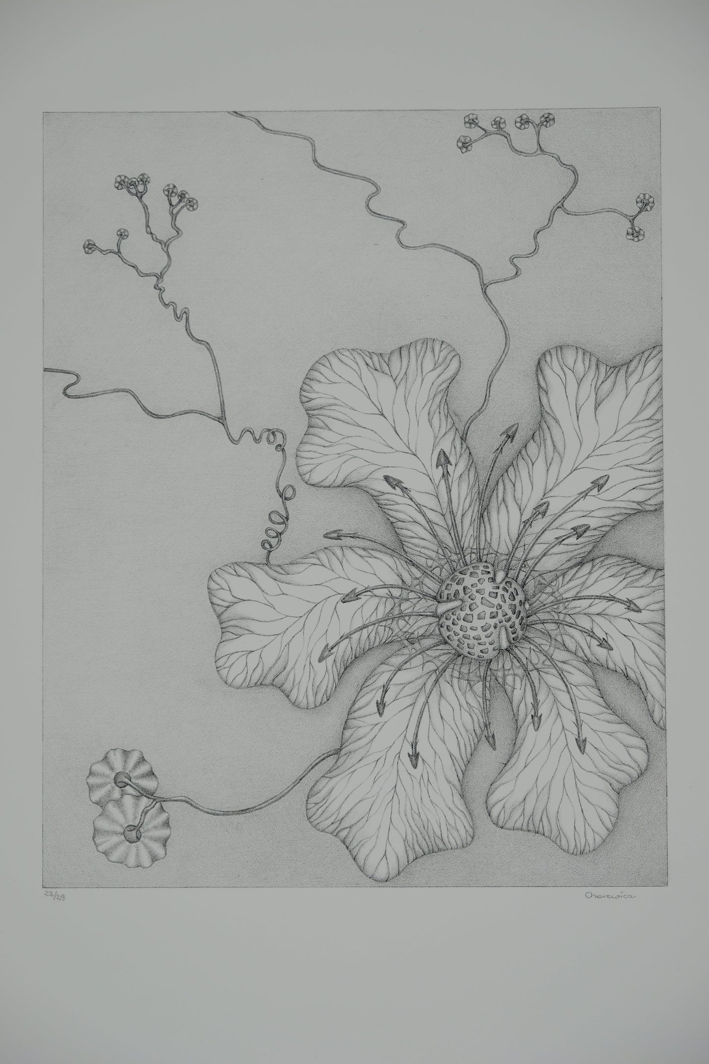 Gochka CHAREWICZ : Grande fleur - Lithographie originale signée