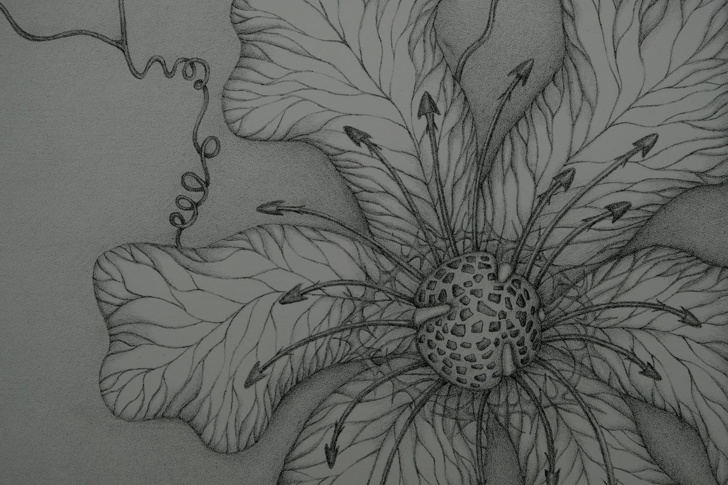 Gochka CHAREWICZ : Grande fleur - Lithographie originale signée