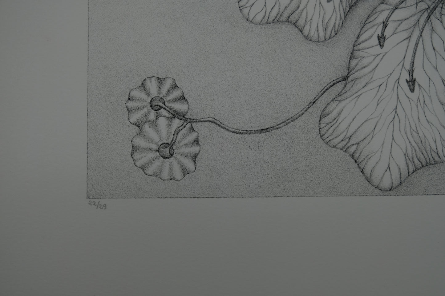 Gochka CHAREWICZ : Grande fleur - Lithographie originale signée
