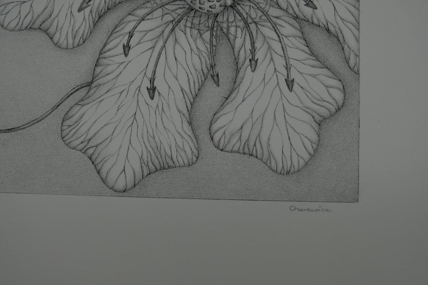 Gochka CHAREWICZ : Grande fleur - Lithographie originale signée