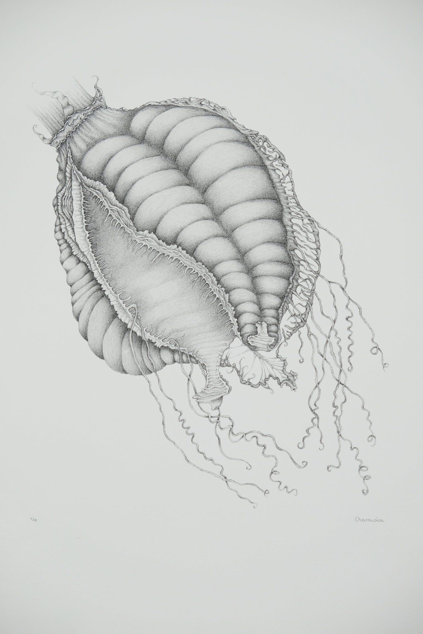 Gochka CHAREWICZ : Nepenthes sins iridum - Lithographie originale signée