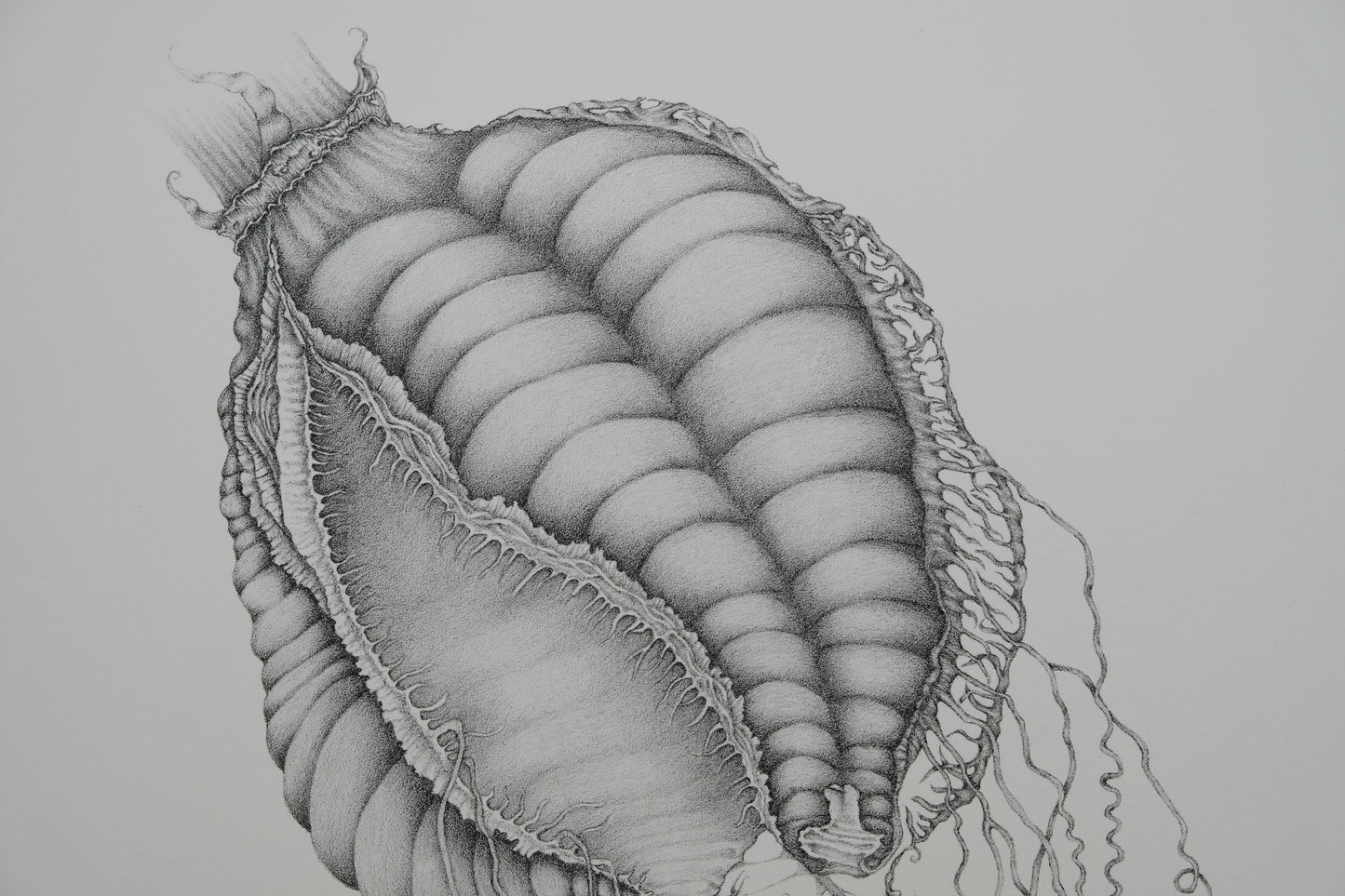 Gochka CHAREWICZ : Nepenthes sins iridum - Lithographie originale signée