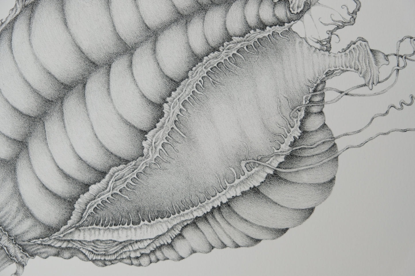 Gochka CHAREWICZ : Nepenthes sins iridum - Lithographie originale signée
