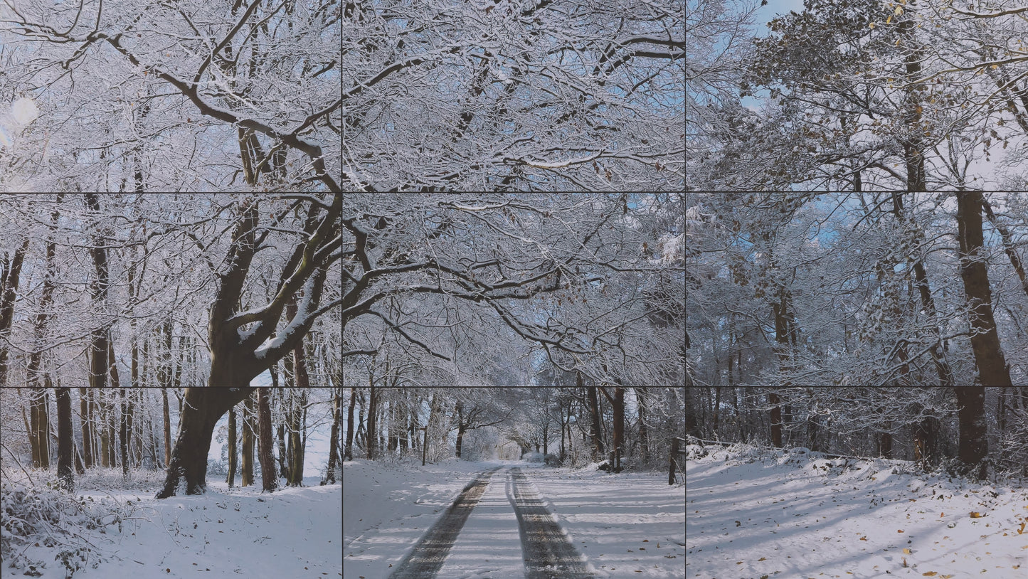 David HOCKNEY : Woldgate woods - Affiche originale