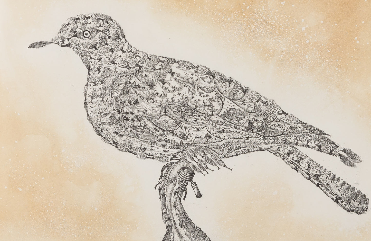 Maria PALETTA : Pigeon voyageur - Gravure originale signée