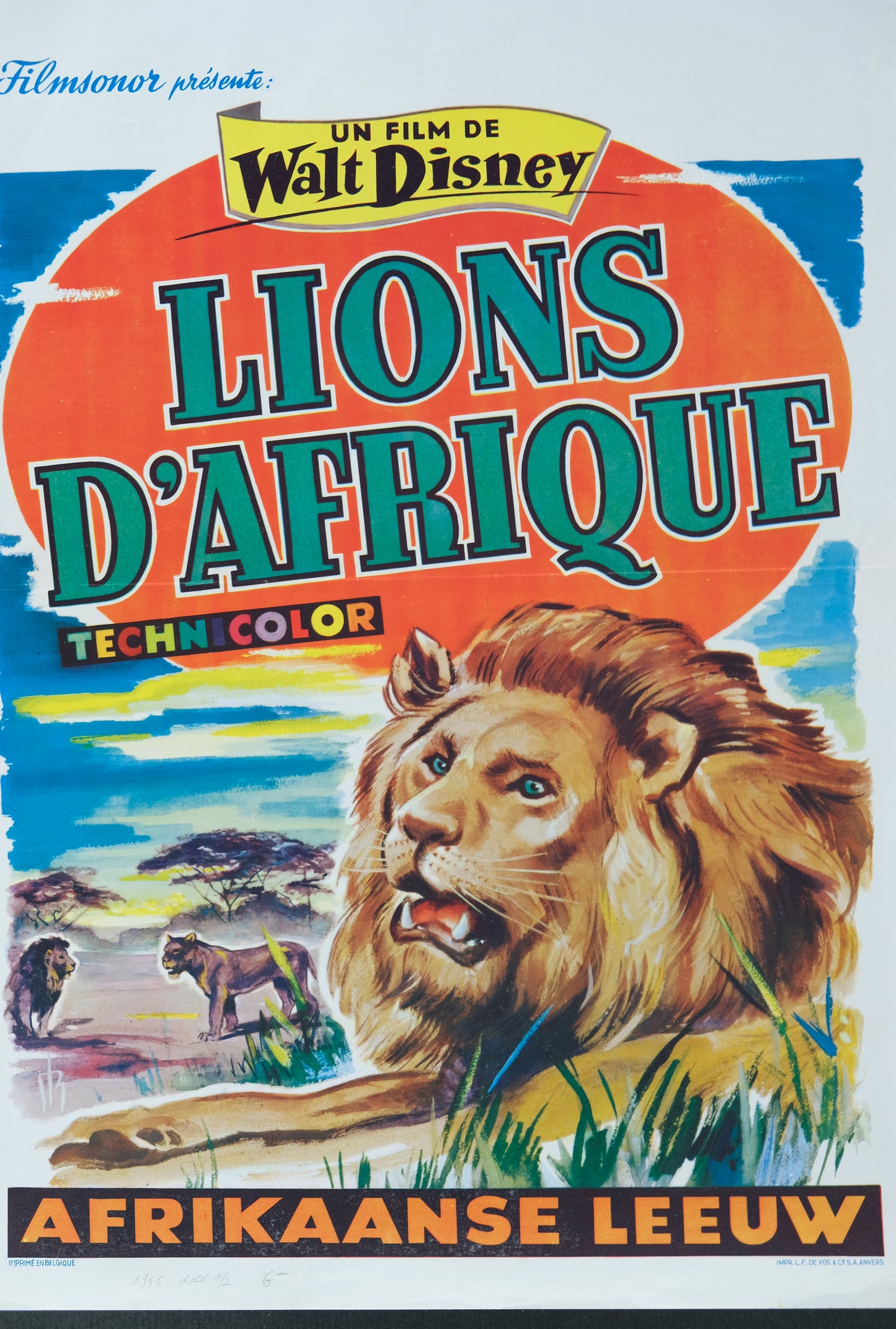 Walt DISNEY : Lion d'Afrique - Affiche originale en couleurs