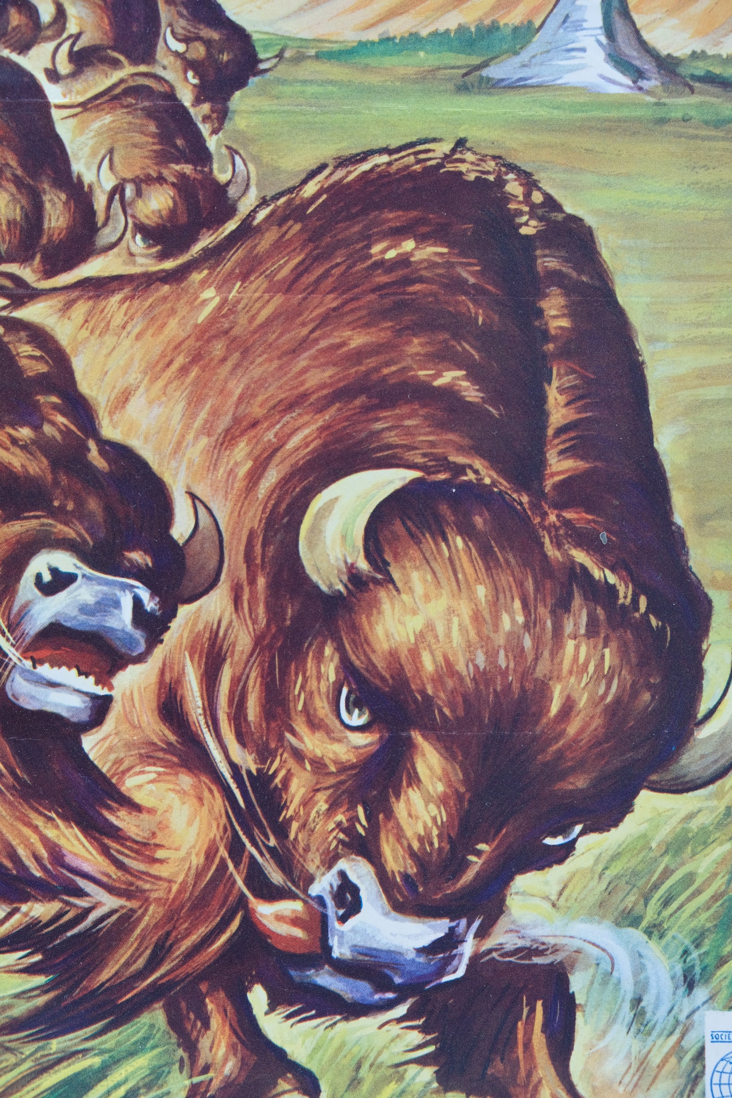 Walt DISNEY : La grande prairie - Affiche originale en couleurs