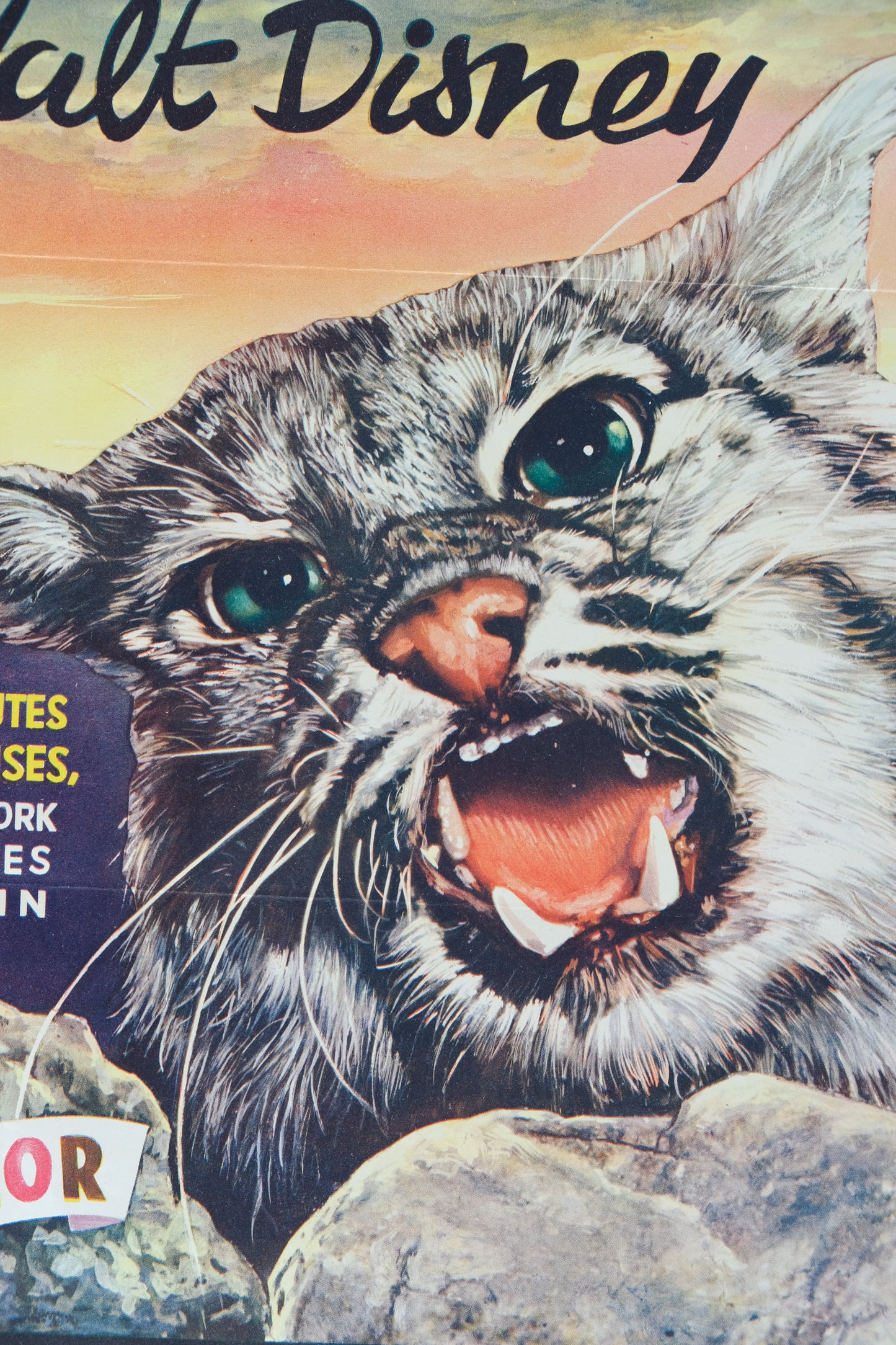 Walt DISNEY : Le désert vivant - Affiche originale en couleurs