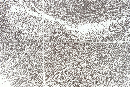 Giuseppe PENONE : Sguardo Incrociato - Affiche originale