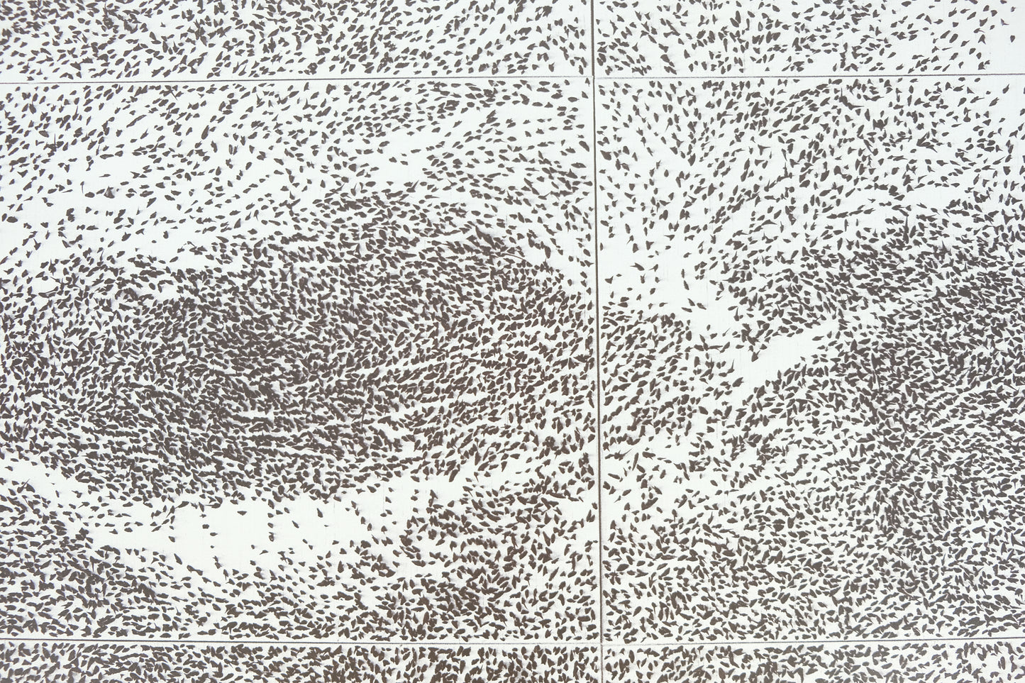 Giuseppe PENONE : Sguardo Incrociato - Affiche originale