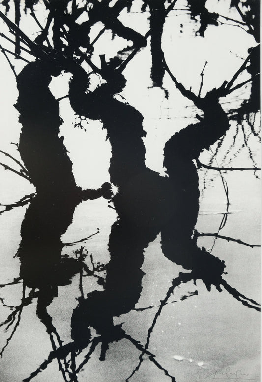 Lucien CLERGUE : Le Marais d'Arles - Héliogravure originale signée