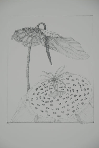 Gochka CHAREWICZ : L'arum - Lithographie originale signée