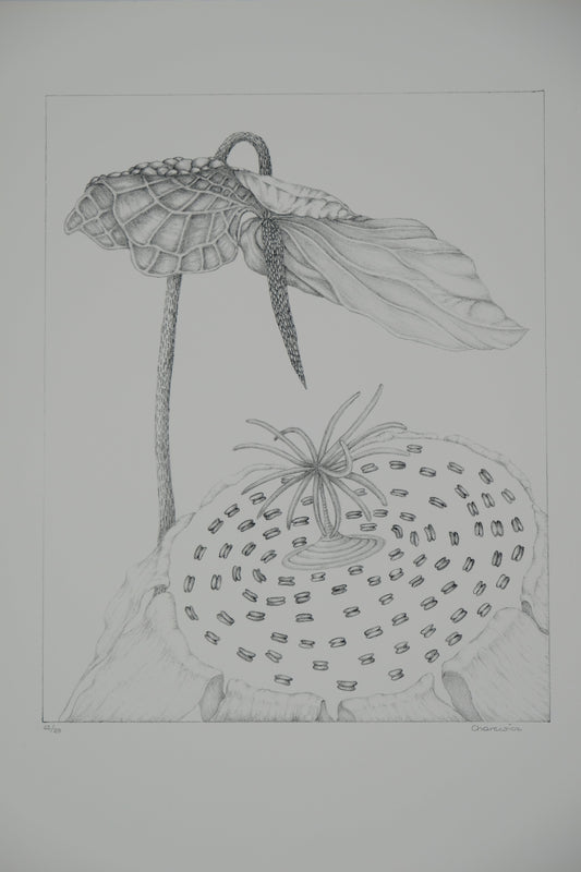 Gochka CHAREWICZ : L'arum - Lithographie originale signée