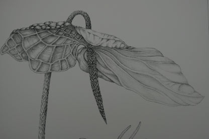 Gochka CHAREWICZ : L'arum - Lithographie originale signée