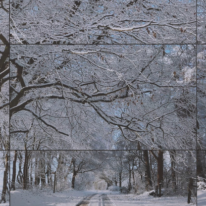 David HOCKNEY : Woldgate woods - Affiche originale