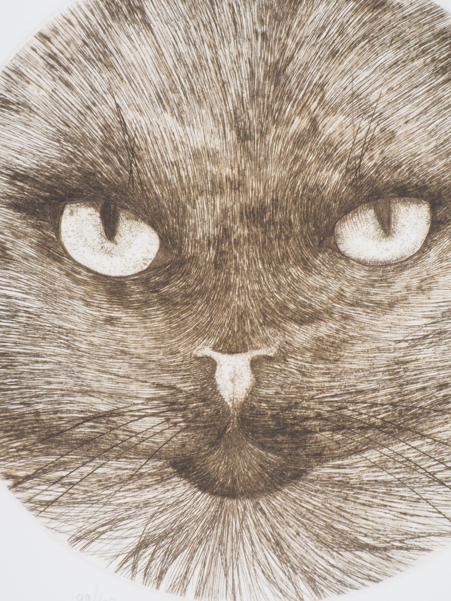 Régis DHO : Chat marron - Gravure originale signée
