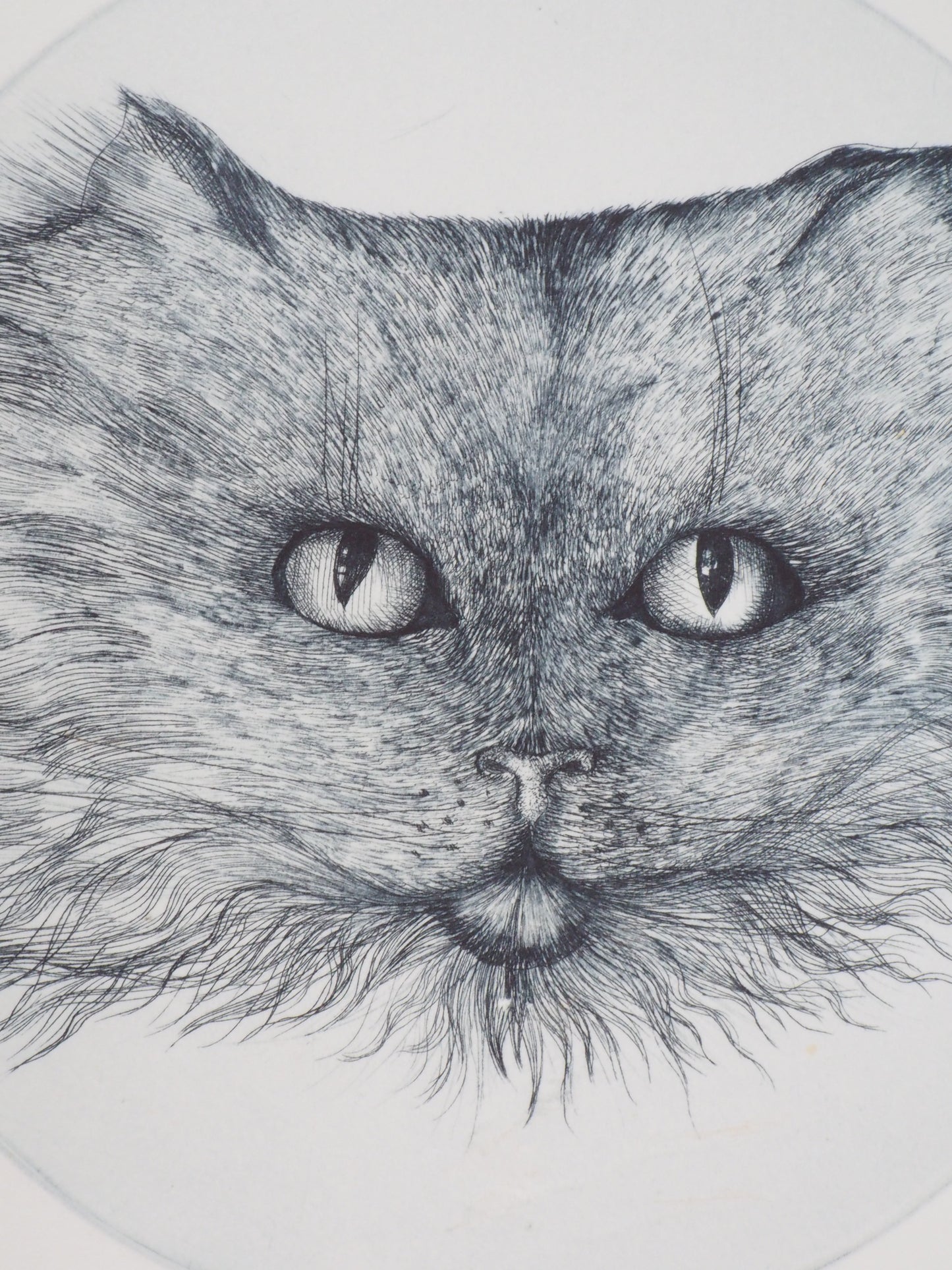 Régis DHO : Chat bleu - Gravure originale signée
