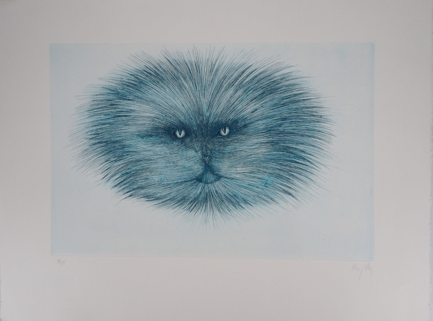Régis DHO : Tête de chat bleuté - Gravure originale signée