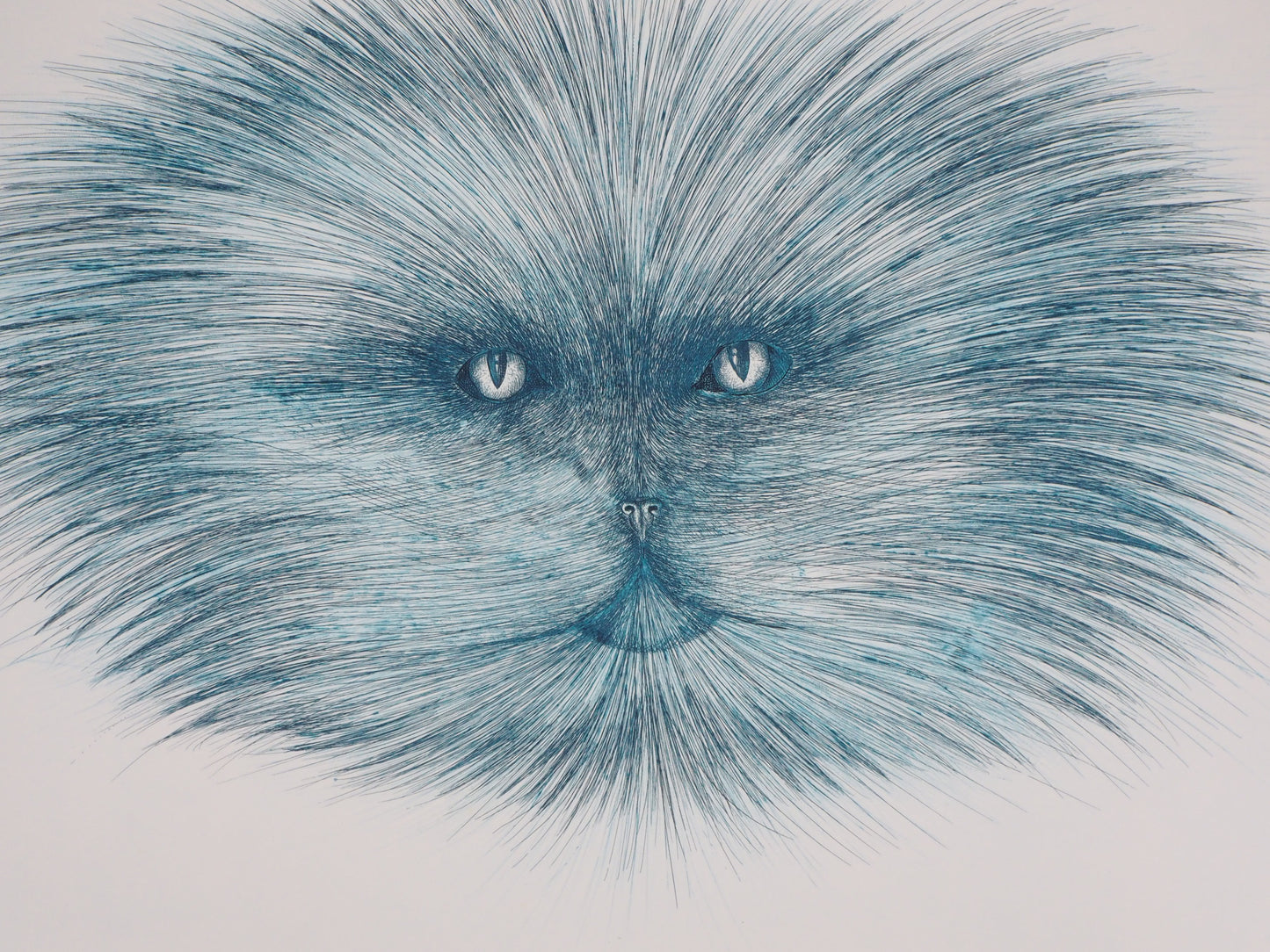 Régis DHO : Tête de chat bleuté - Gravure originale signée