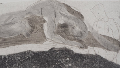 Auguste RODIN : Attaché au rocher - Gravure