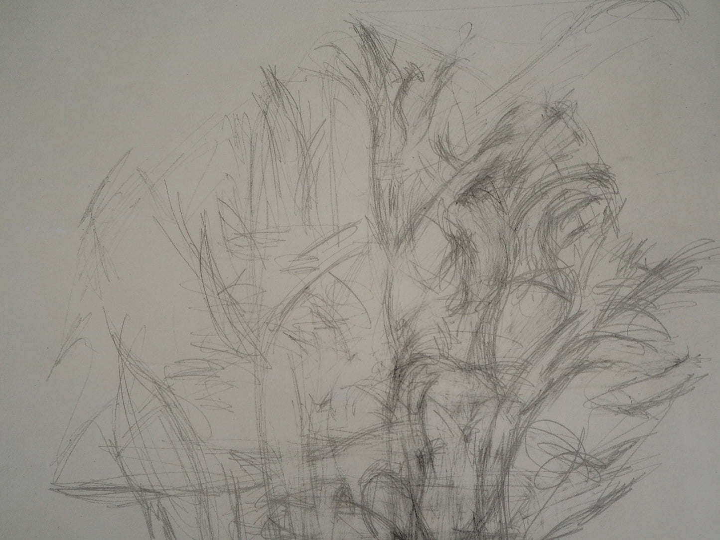 Alberto GIACOMETTI : Arbres - Lithographie signée