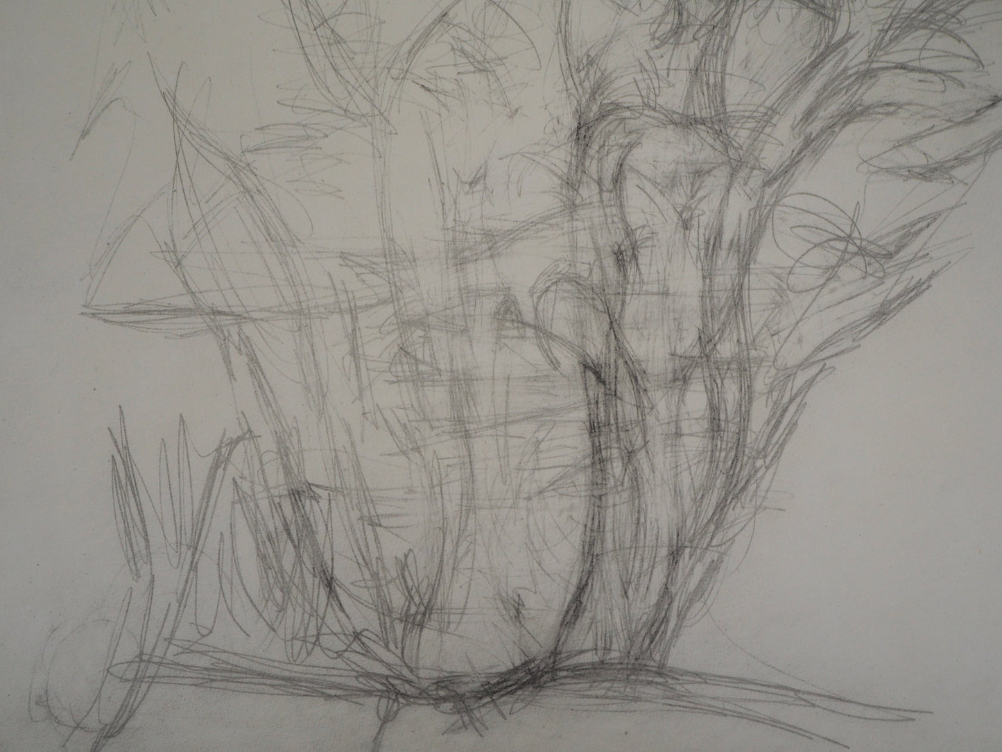 Alberto GIACOMETTI : Arbres - Lithographie signée